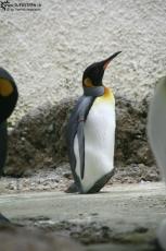 Penguin (IMG 3332)